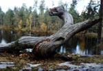 Puunrunko lammen rannalla